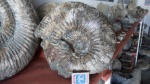 Acanthohoplites