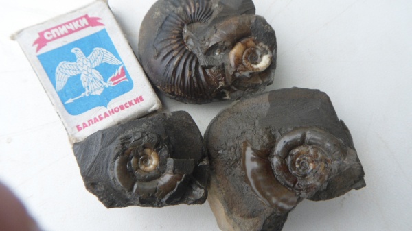 аммониты, Ammonites, Eurystomiceras, Nannolytoceras