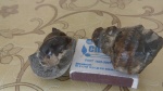 брюхоногий из байоса