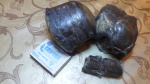 белемниты юра