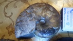 аммонит  Holcophylloceras zignodianum