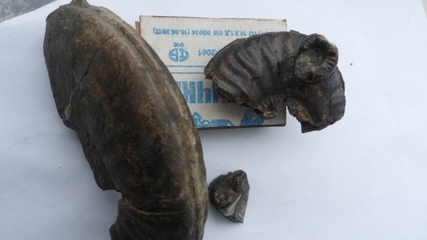 аммониты, Ammonites, Sonninia