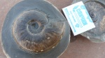 Dorsetensia