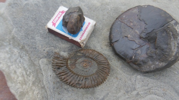 аммониты, Parkinsonia, Ammonites