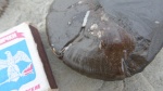 Holcophylloceras устье.