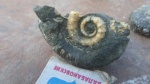 Lytoceras Cicatrites на старте роста.