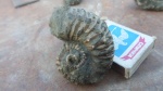 Ancyloceratidae на старте роста