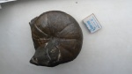 Holcophylloceras нижний бат