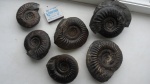 Parkinsonia граница бата и баёса Parkinsonia граница бата и баёса