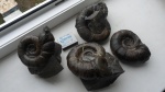 Lytoceratina бата баёская граница