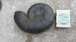 Lytoceratina средний бат