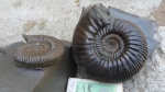 Gonolkites sp