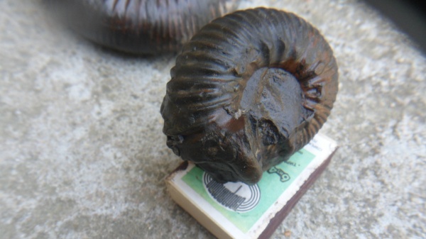 аммониты, Ammonites, Cadomitinae, Polyplectites