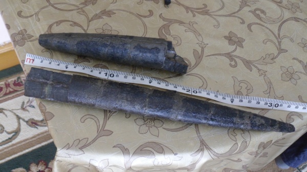 белемниты, Megateuthis, belemnites