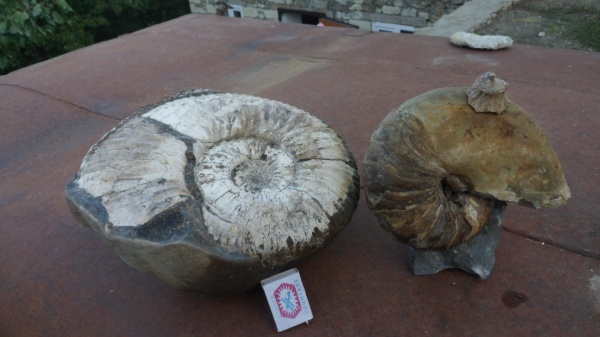 аммониты, Ammonites, Acanthohoplites