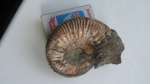 Binatisphinctes своя находка