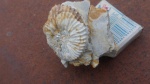 Aulacostephanus, подарок