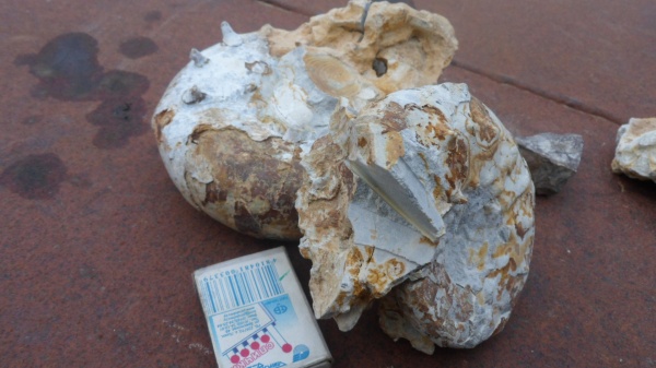 аммониты, кимеридж, Ammonites, Липицы, Aspidoceras, Aspidoceratinae, Kimmeridgian, Upper Jurassic