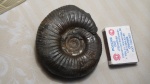 Prorsisphinctes