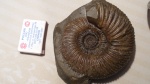 Gonolkites