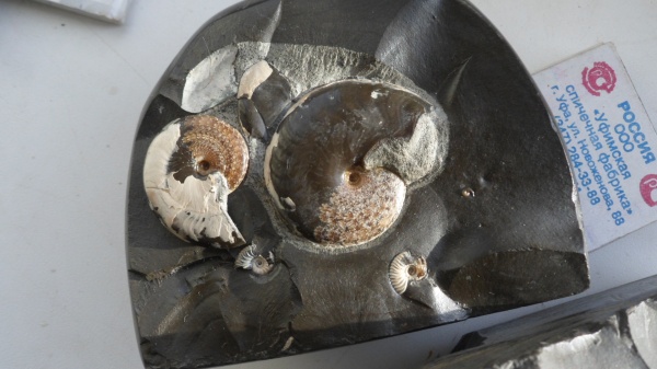 аммониты, мел, апт, Aconeceras, Ammonites, Aptian, Cretaceous