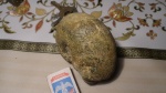 аммонит мячик