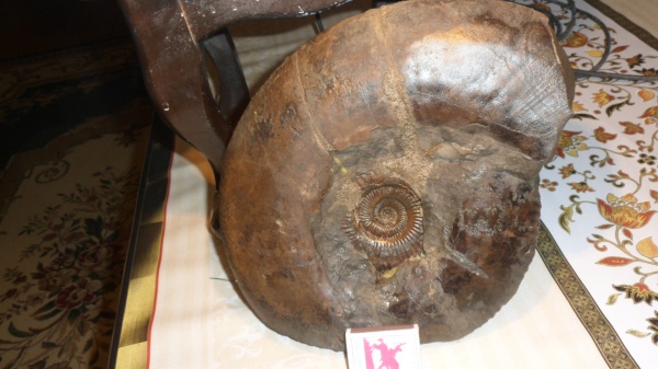 аммониты, макроконхи, Parkinsonia, Gonolkites, Ammonites, Macroconchs