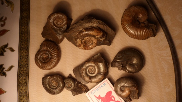 аммониты, Ammonites