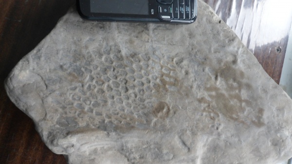 Paleodictyon
