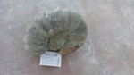 Ancyloceras.