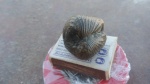 может Myopholas multicostata