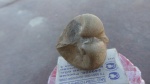 Ceratomyopsis,