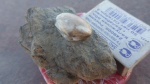 вроде integricardium dupiniana