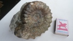 Peltoceras