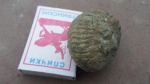 Goliathiceras