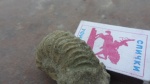 cardioceras
