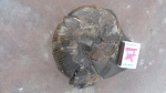 Holcophylloceras zignodianum