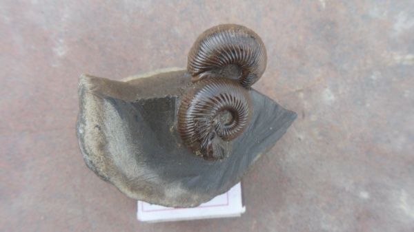 аммониты, Ammonites, Sphaeroceras, Chondroceras, Chondroceras gervillei