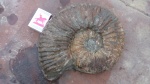 Deshayesitidae