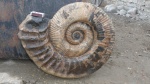 Ammonitoceras