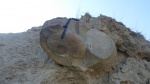 Parahoplites в колыбели