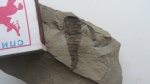 Eurypterus