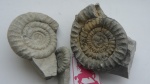 Arietites