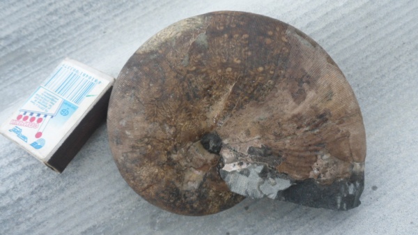 аммониты, Euphylloceras, Ammonites, Phylloceratidae