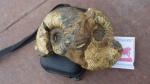 Kepplerites curtilobus