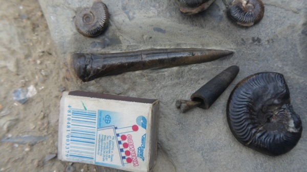 белемниты, Holcobelus munieri, Brevibelus breviformis, belemnites