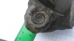 Nannolytoceras
