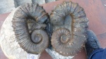 Pseudocriocerasи