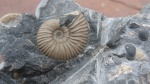 Acanthohoplites Acanthohoplites