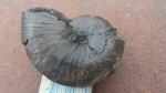 pseudophilloceras